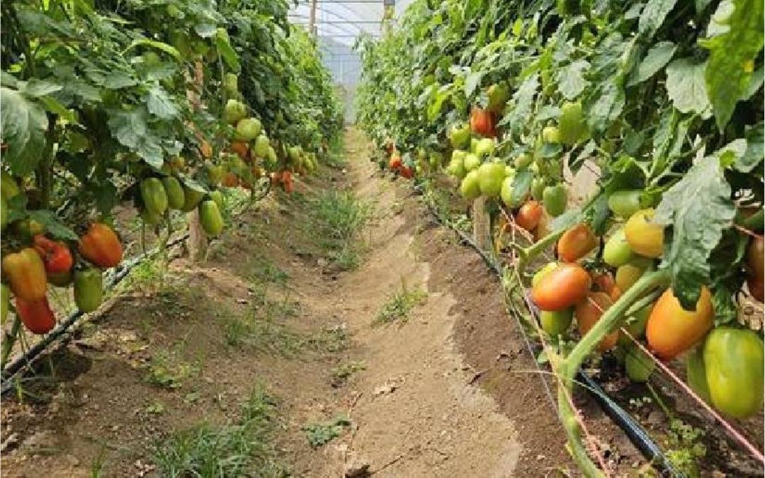 La producción de perecederos aumenta, pero siguen siendo caros en los mercados