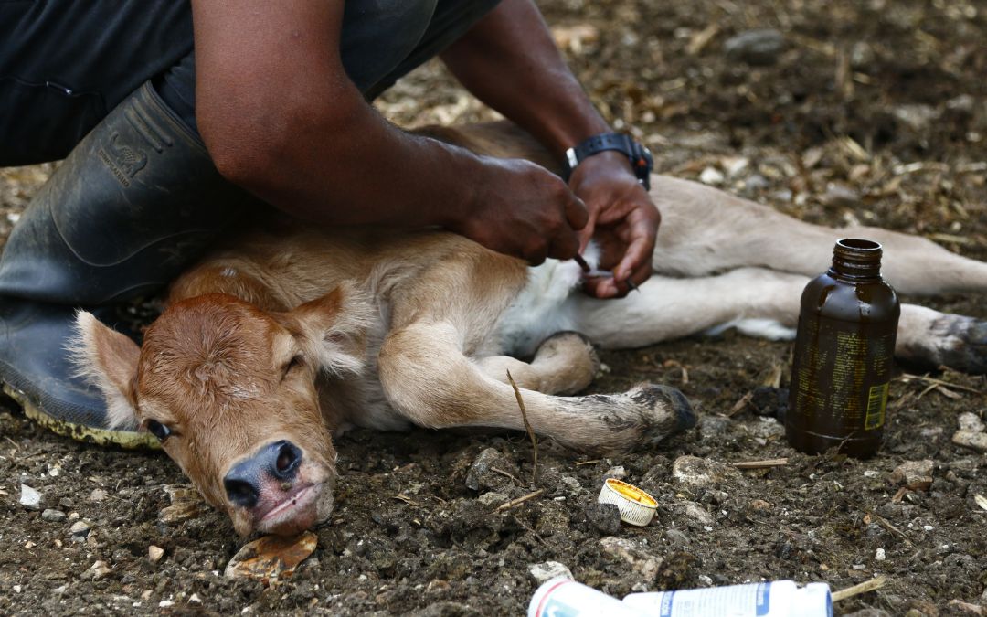 Sector ganadero en Panamá, concienciado «a golpes» en la lucha contra el gusano barrenador