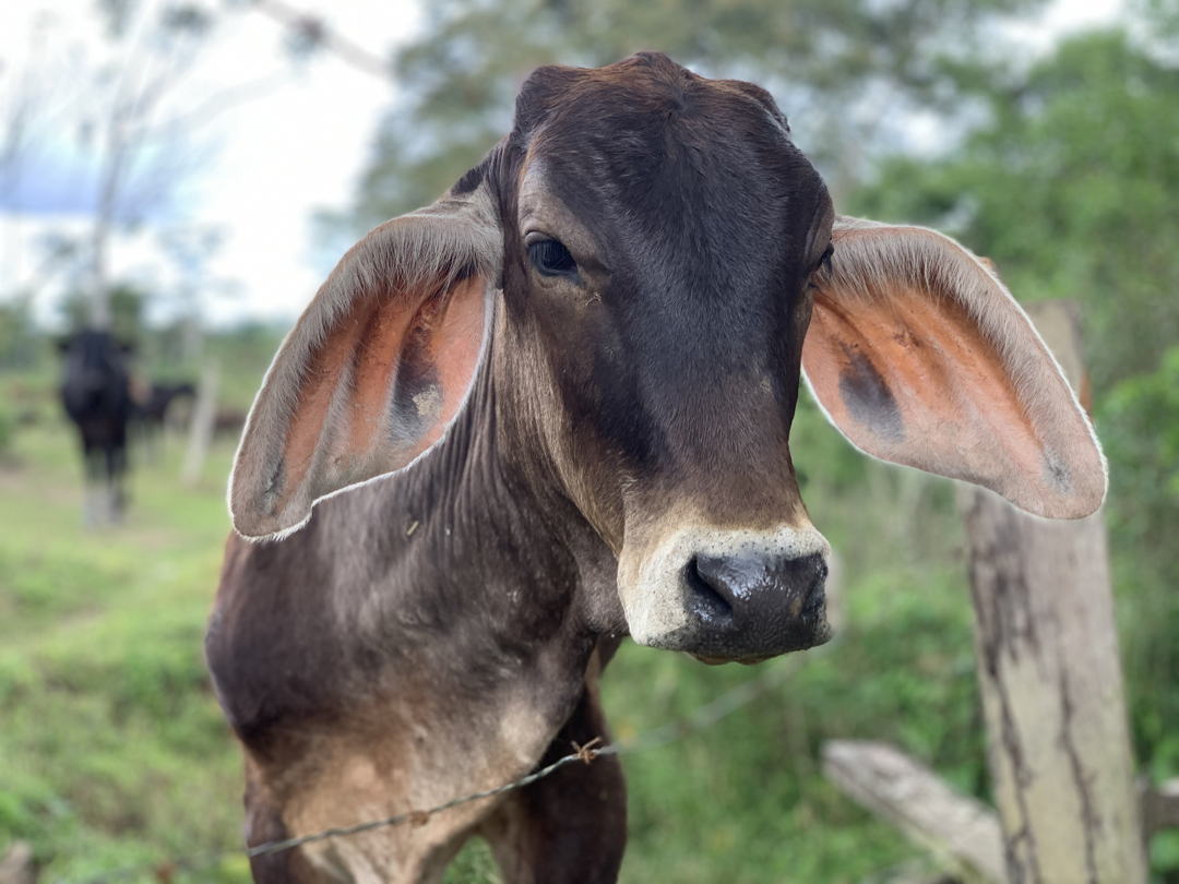 IICA busca fortalecer control de enfermedad de gusano barrenador en ganado de Costa Rica