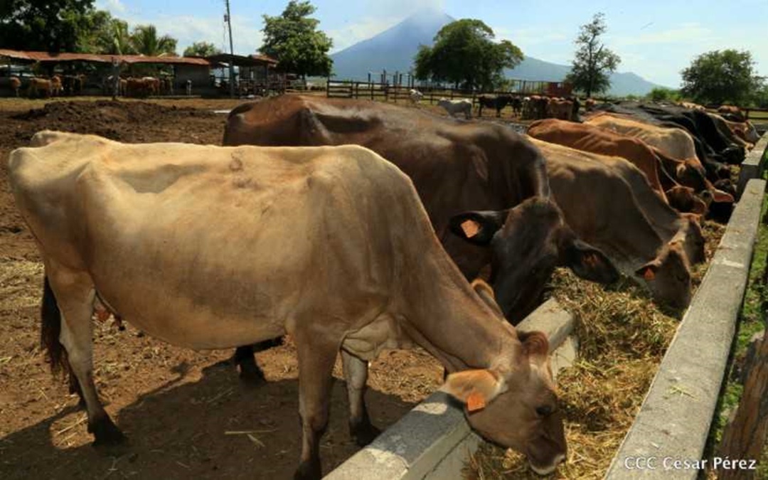 Nicaragua declara alerta sanitaria animal por la presencia del gusano barrenador en ganado
