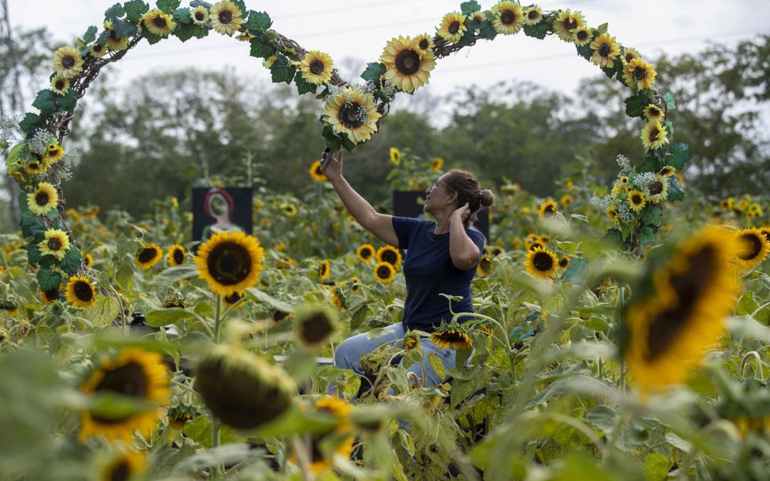 Una familia de Catarina crea un negocio turístico con un campo de girasoles