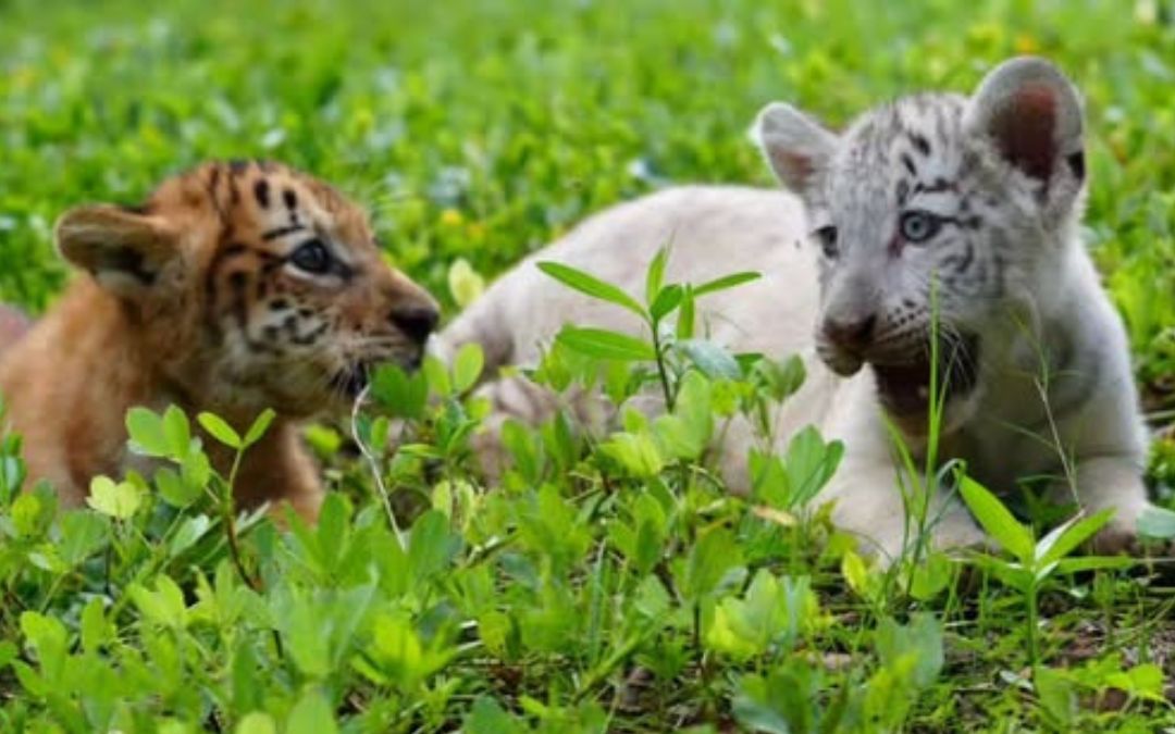 Nacen dos cachorras de tigre en el Zoológico Nacional, una de ellas blanca por leucismo