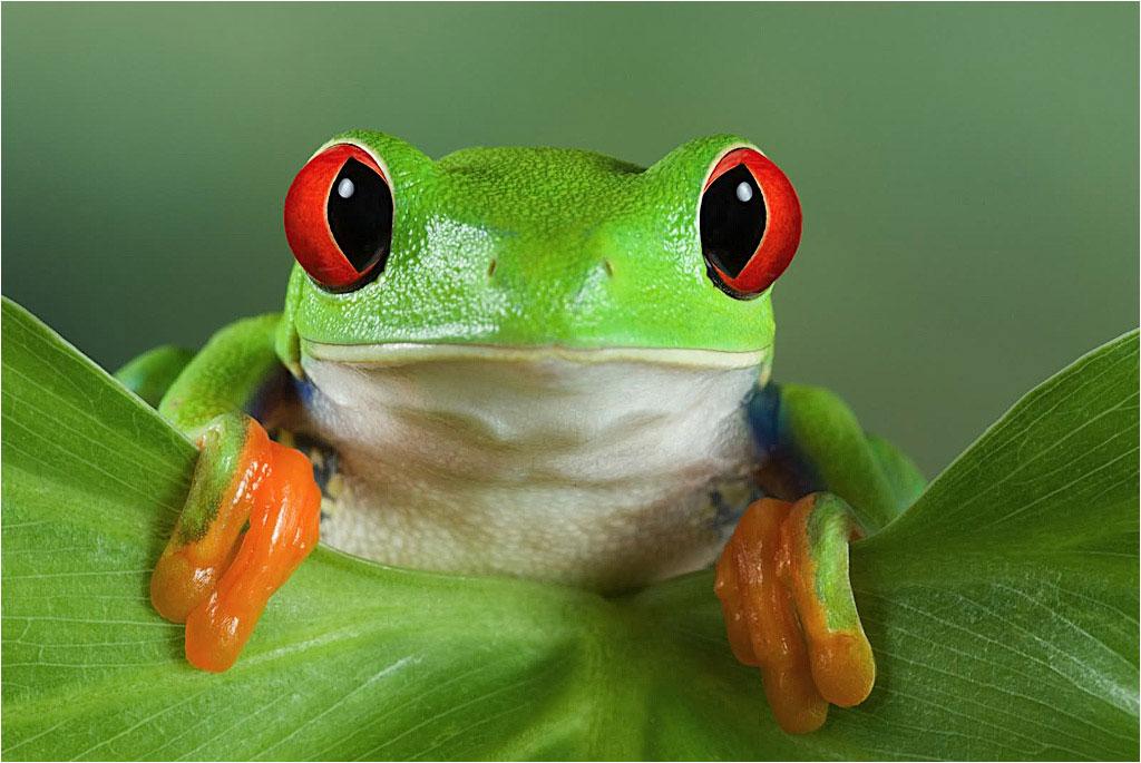 Nicaragua exportó 11.000 animales exóticos en enero, incluidas ranas verdes de ojos rojos