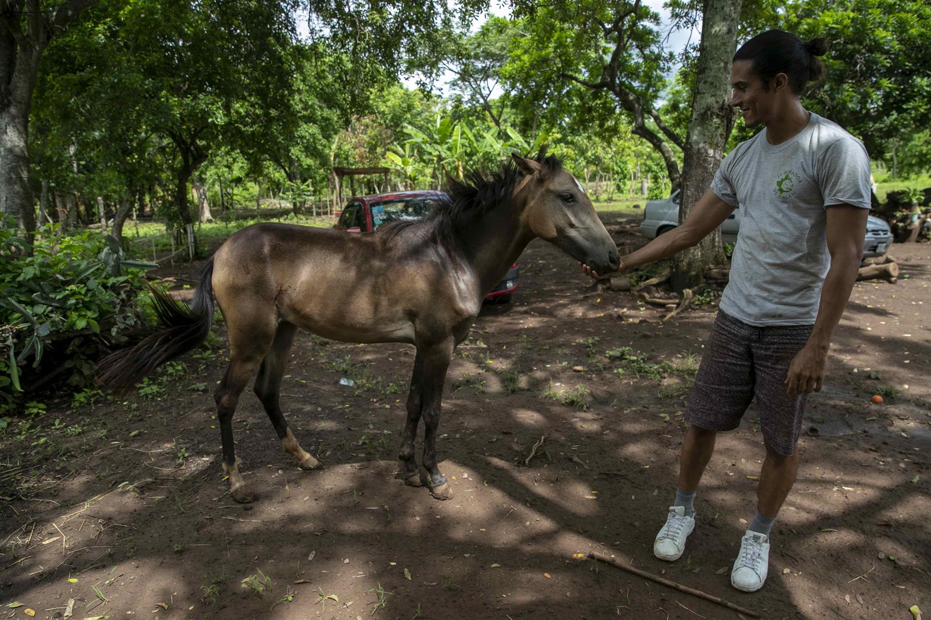 La historia de un refugio donde los caballos explotados de Nicaragua encuentran nueva vida