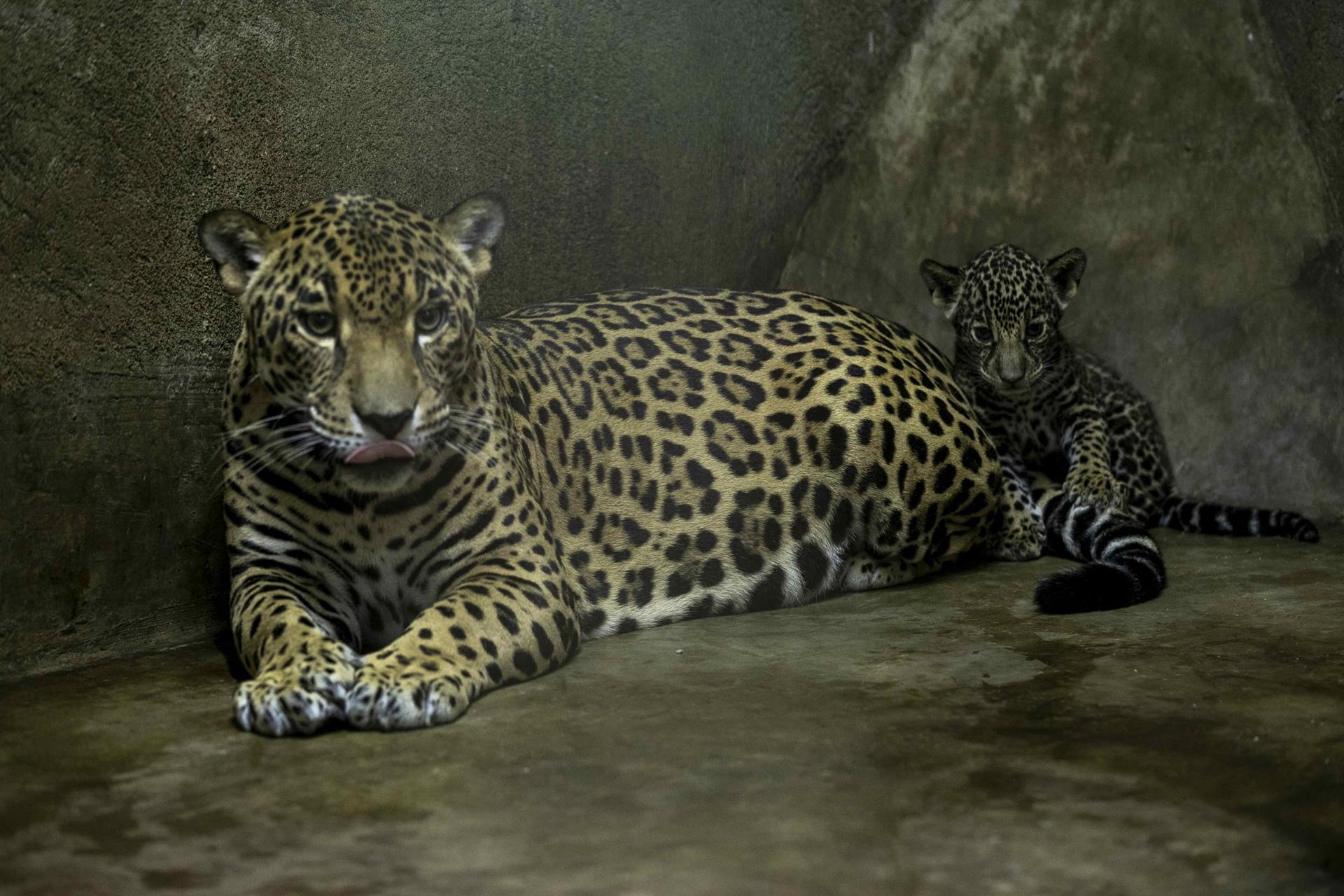 El Zoológico de Nicaragua «presenta» a las dos crías de jaguares nacidas en mayo