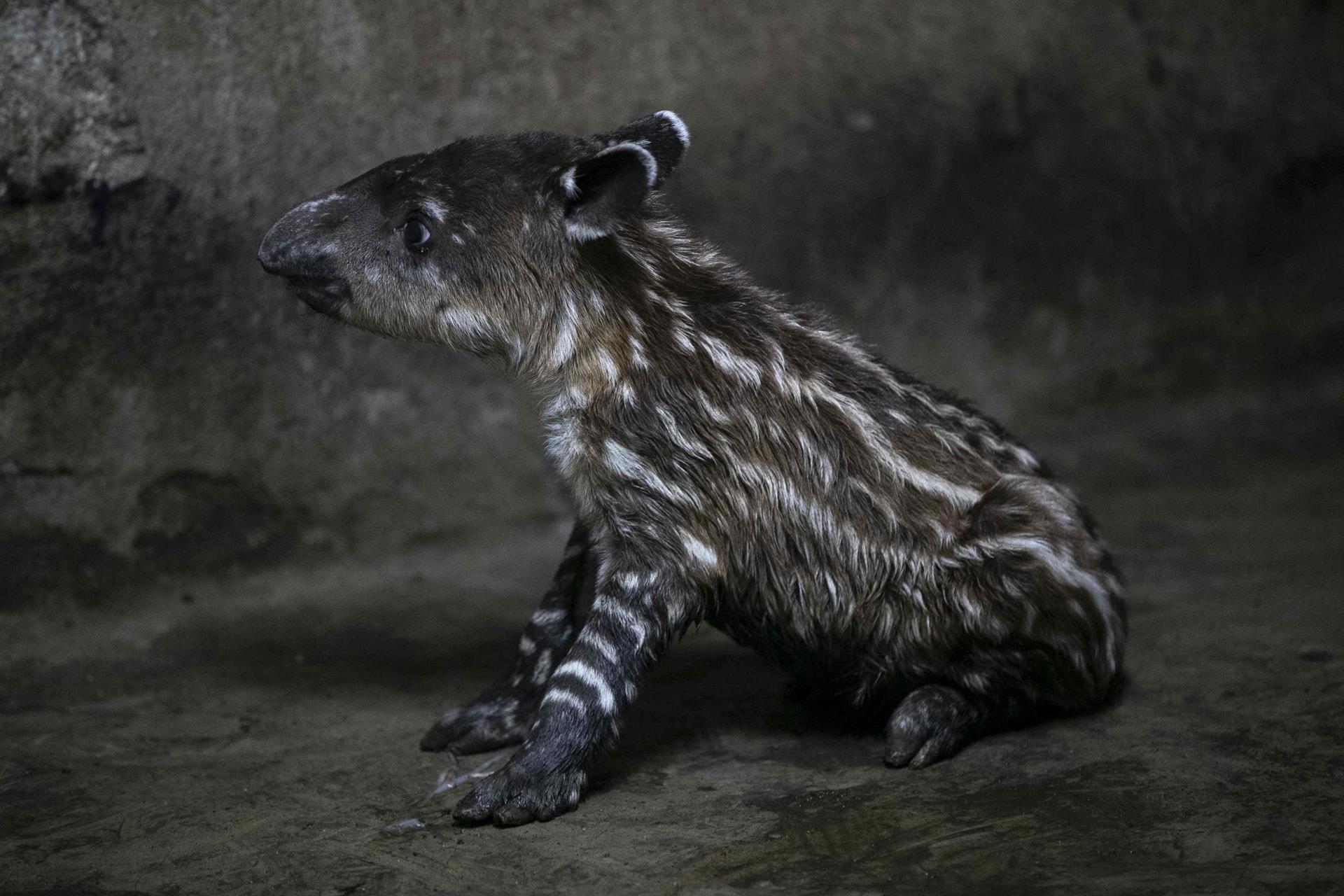 Nacen dos crías de tapir en zoológico de Nicaragua