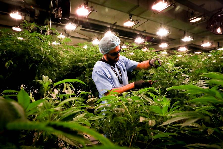 Cannabis medicinal: una industria que florece en Uruguay