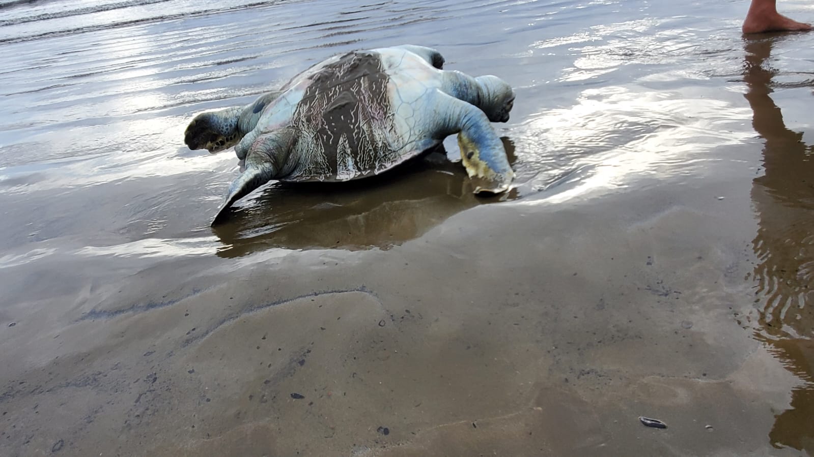 Aparecen tortugas muertas en diferentes playas de San Juan del Sur