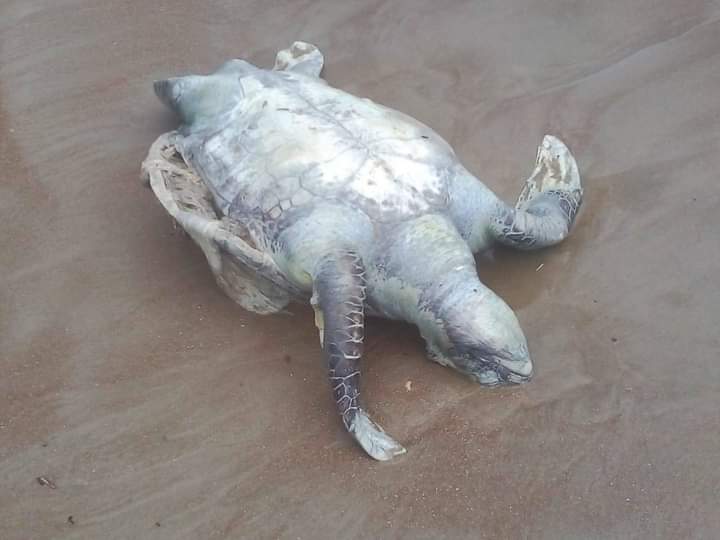 Expertos atribuyen a la pesca de arrastre la aparición de tortugas muertas: “Es un desastre ecológico” 