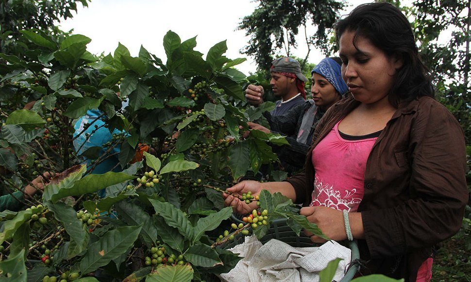 Cafetaleros tendrán que pagar US$2,4 millones al Gobierno