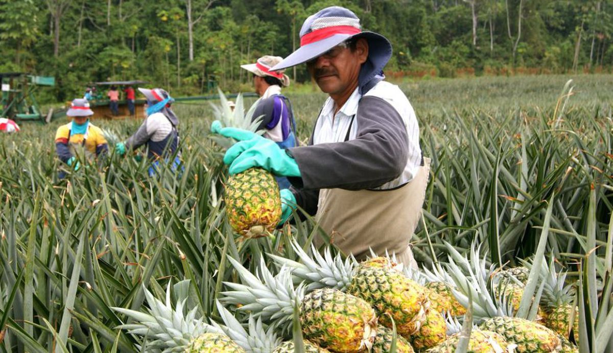 Costa Rica contratará a nicaragüenses en labores agrícolas