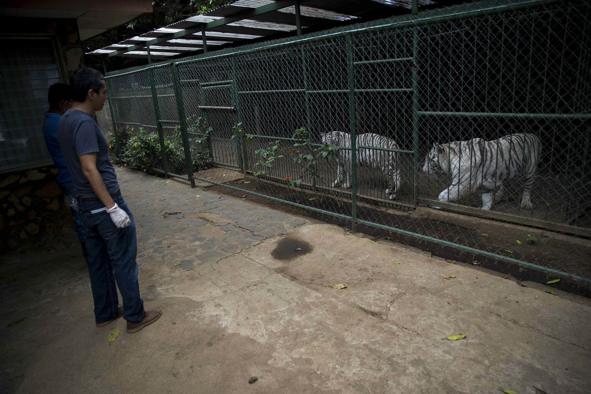 Administradores alegan “motivos de salud” en traspaso del Zoológico Nacional al Marena