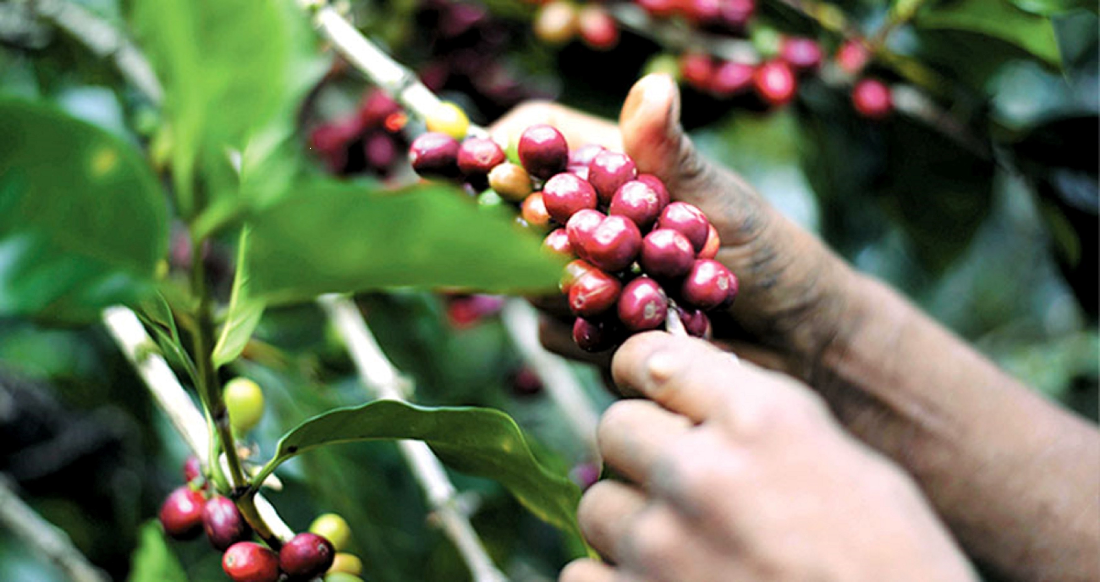Los cafetales de Nicaragua se quedan sin cortadores a causa de la migración y los bajos salarios