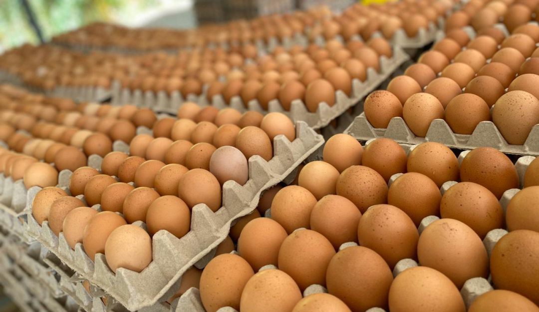 El precio de la cajilla de huevos se dispara hasta 180 córdobas en mercados de Nicaragua  