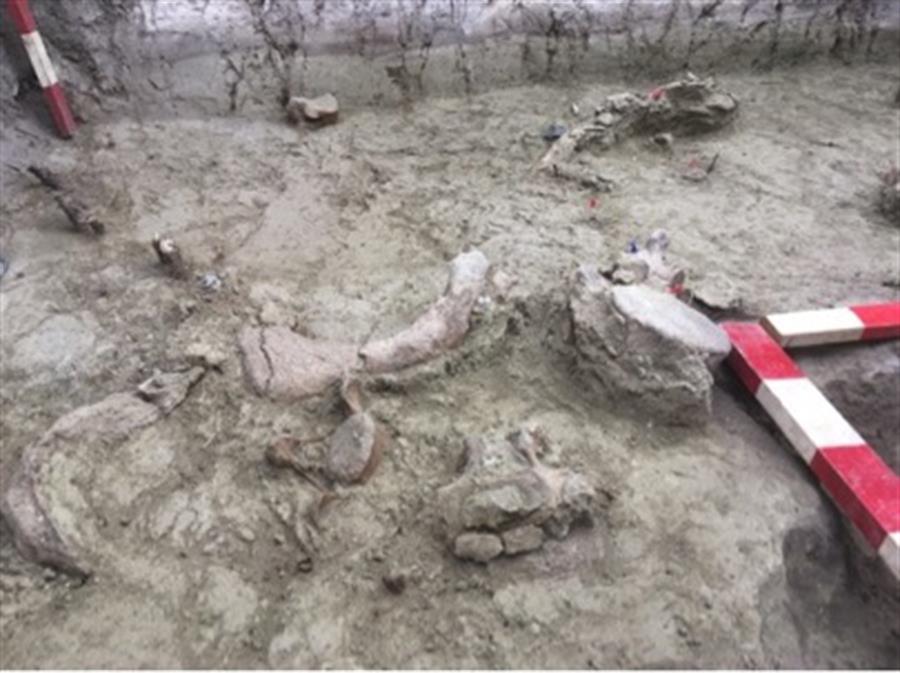 Hallan restos de elefantes de más de 12.000 años de antigüedad en Chile