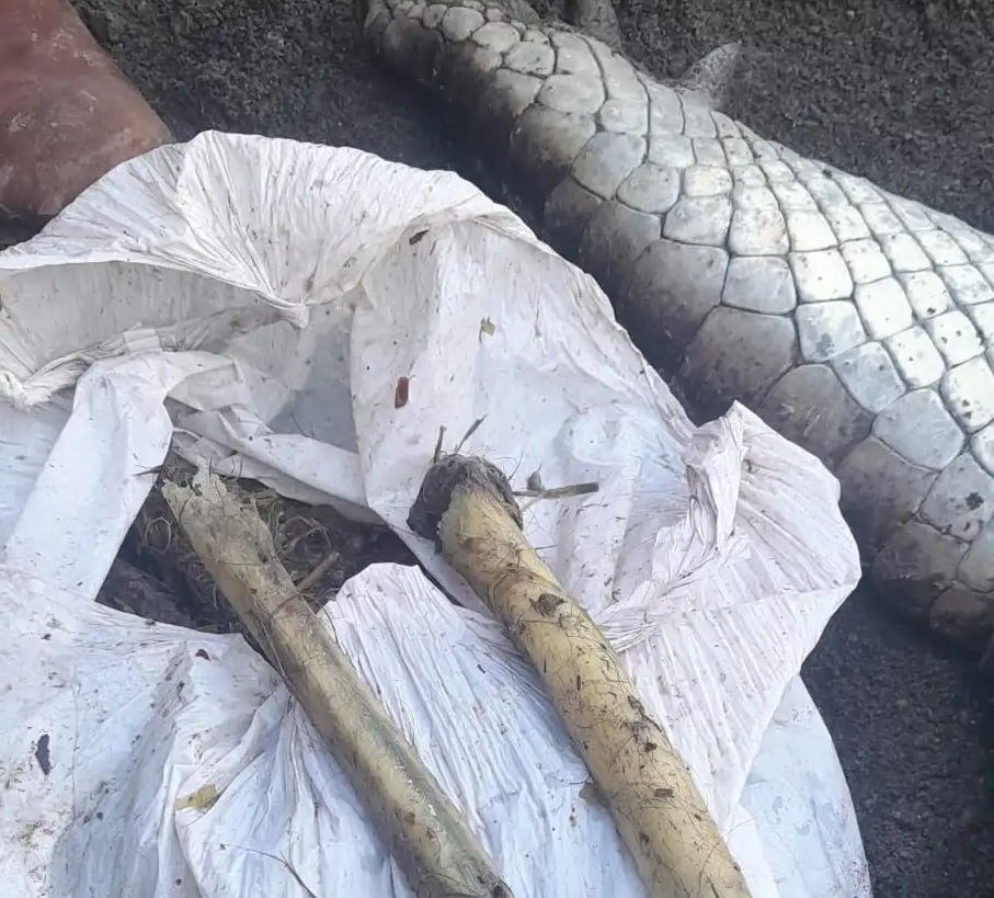 Huesos hallados en el estómago del cocodrilo no son del niño nicaragüense, según forense