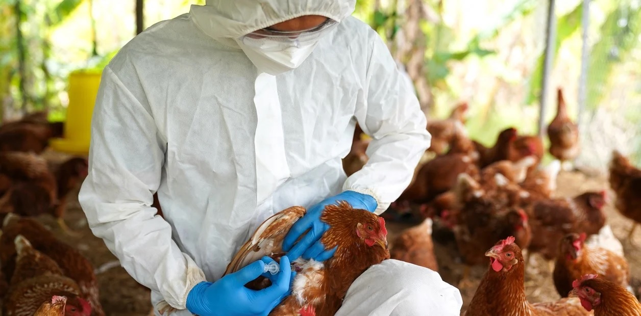 Nicaragua se mantiene en alerta ante amenaza de la gripe aviar