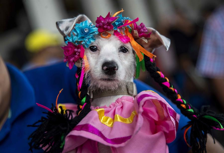 Perros disfrazados son bendecidos por san Lázaro en una iglesia de Nicaragua