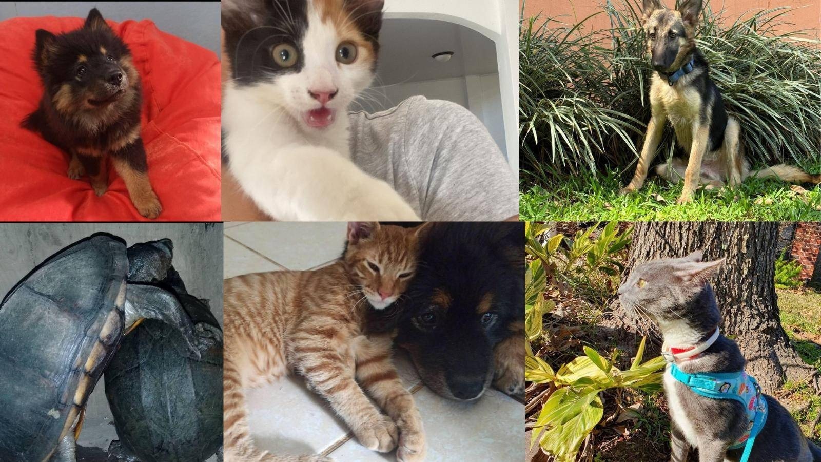 Las mascotas, las otras víctimas del exilio 