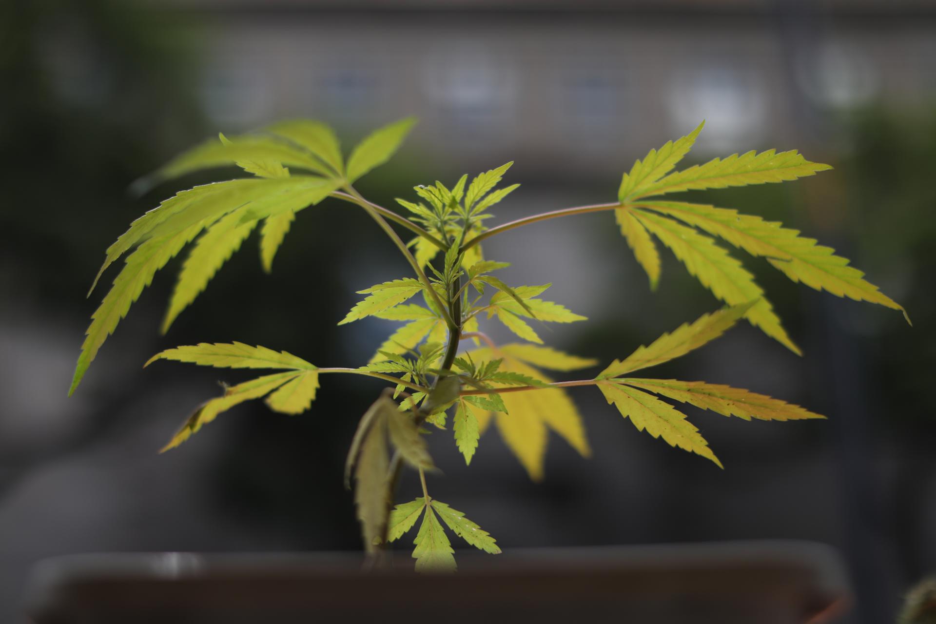 Panamá abre el proceso para la obtención de licencias de fabricación de cannabis medicinal
