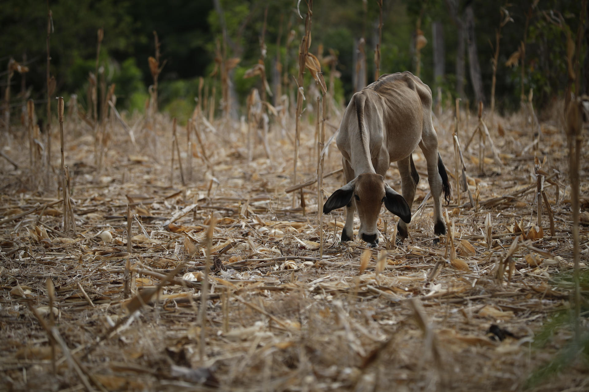 El Niño traerá sequía entre julio y agosto en Nicaragua