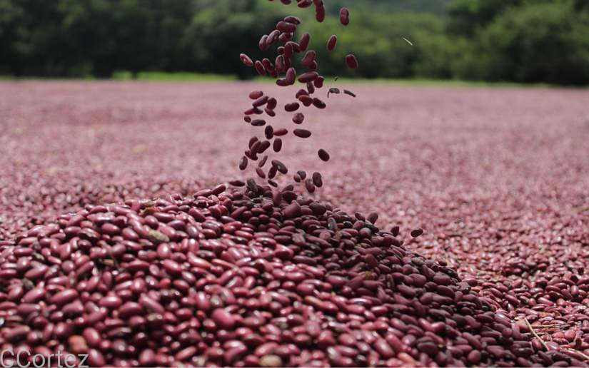 El BCN reporta “suficiente” frijoles en Nicaragua, pero el precio sigue por las nubes