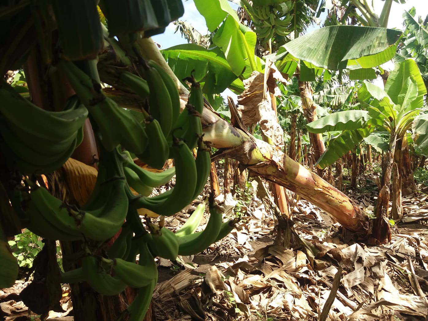 Fuertes vientos afectan cultivos de plátano en Rivas