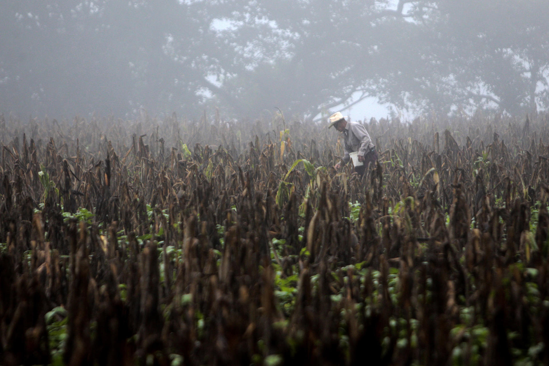 El Niño puede aumentar la malnutrición y las epidemias, advierte la OMS