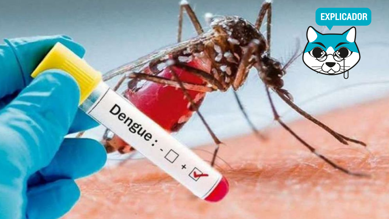 Lo que debe saber sobre cómo identificar los síntomas del dengue