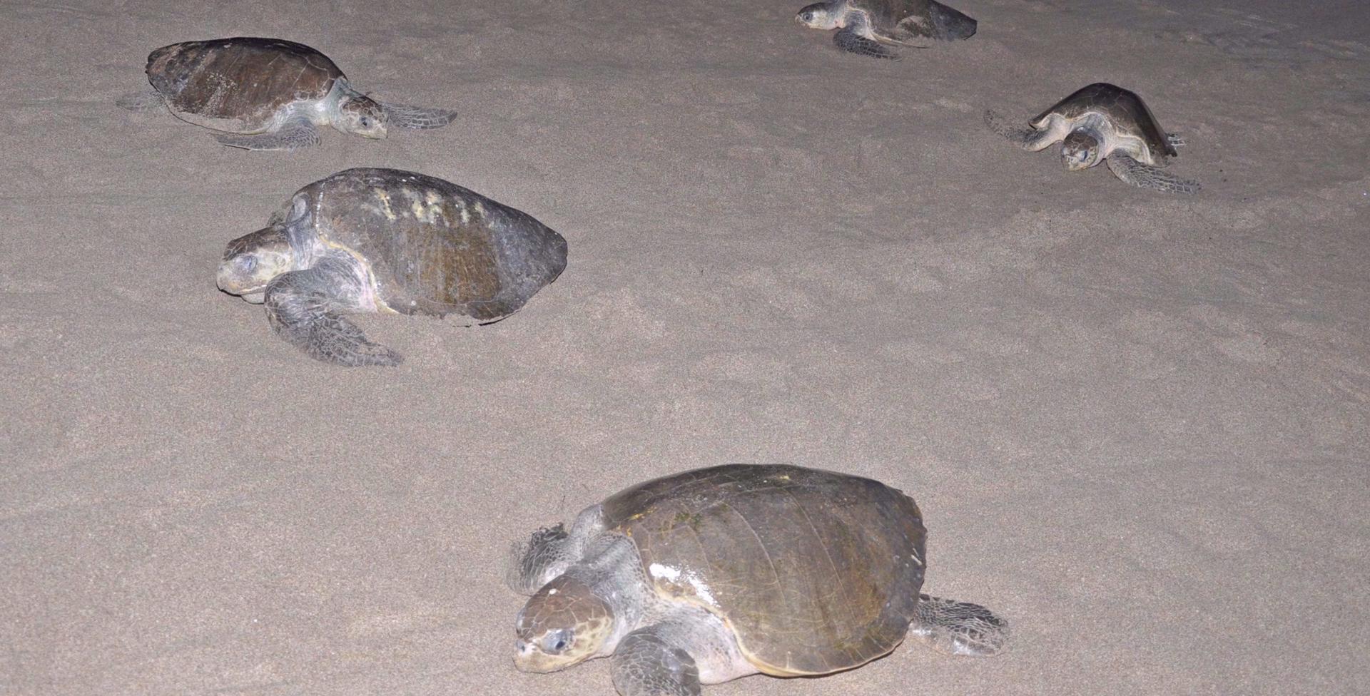 Las tortugas invaden las playas de Chacocente y La Flor, llegan hasta cuatro mil por noche