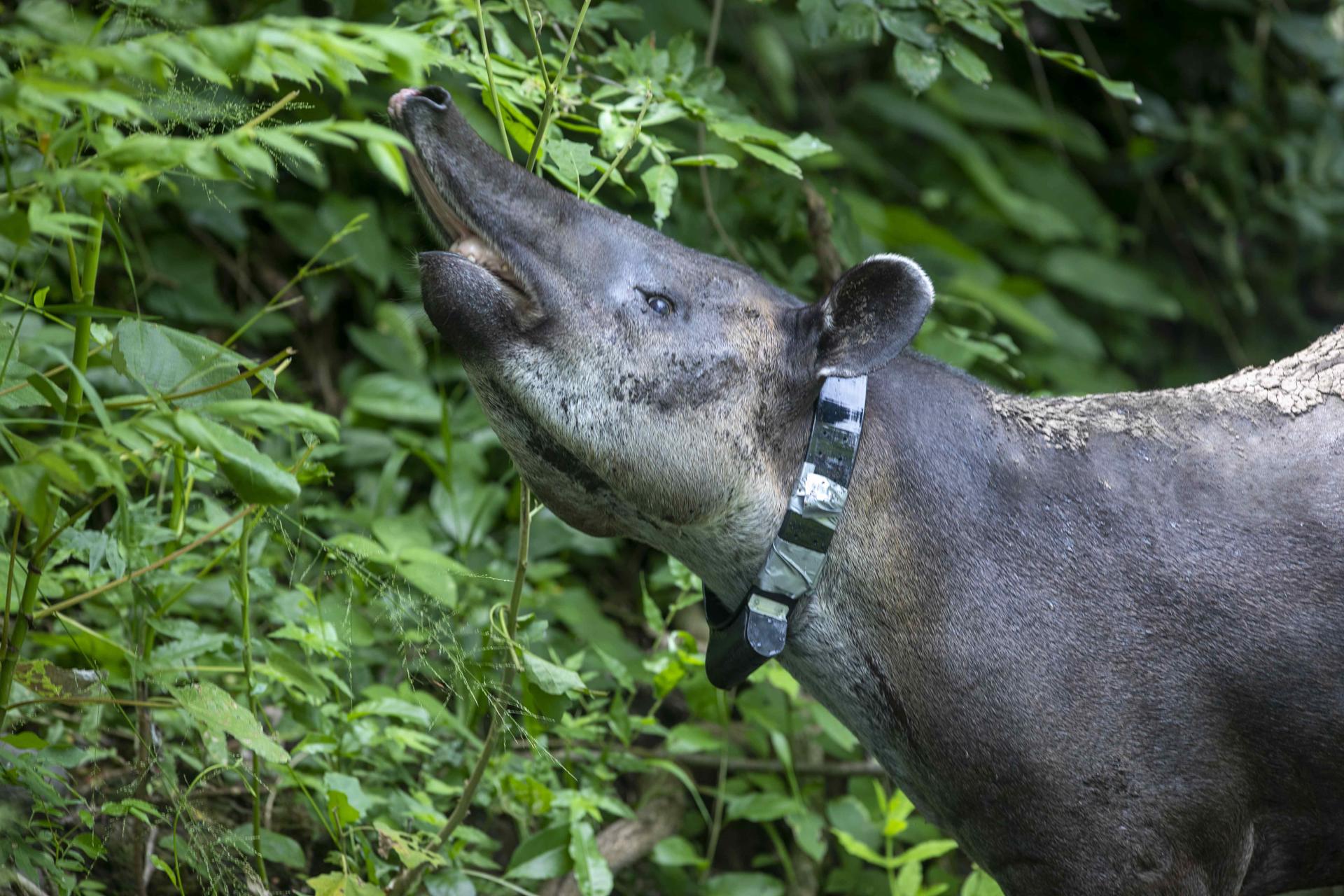 El régimen prohíbe la reproducción del tapir para bloquear iniciativa del ex director del Zoológico Nacional