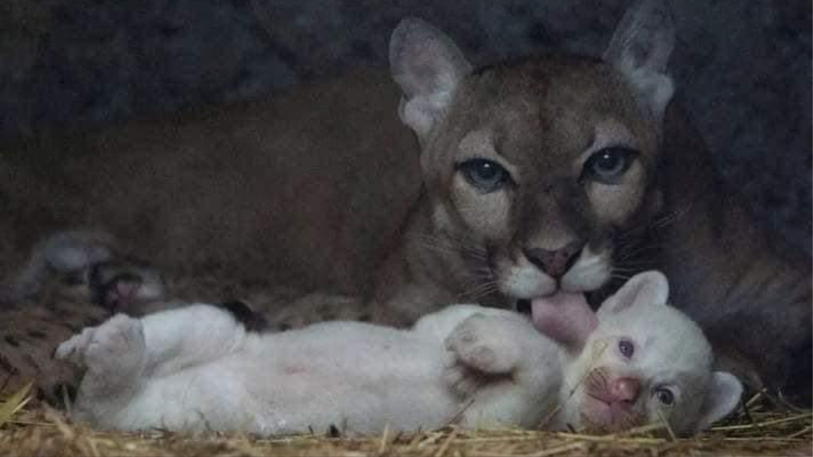 Nace un singular puma albino en Nicaragua, solo hay cuatro en el mundo