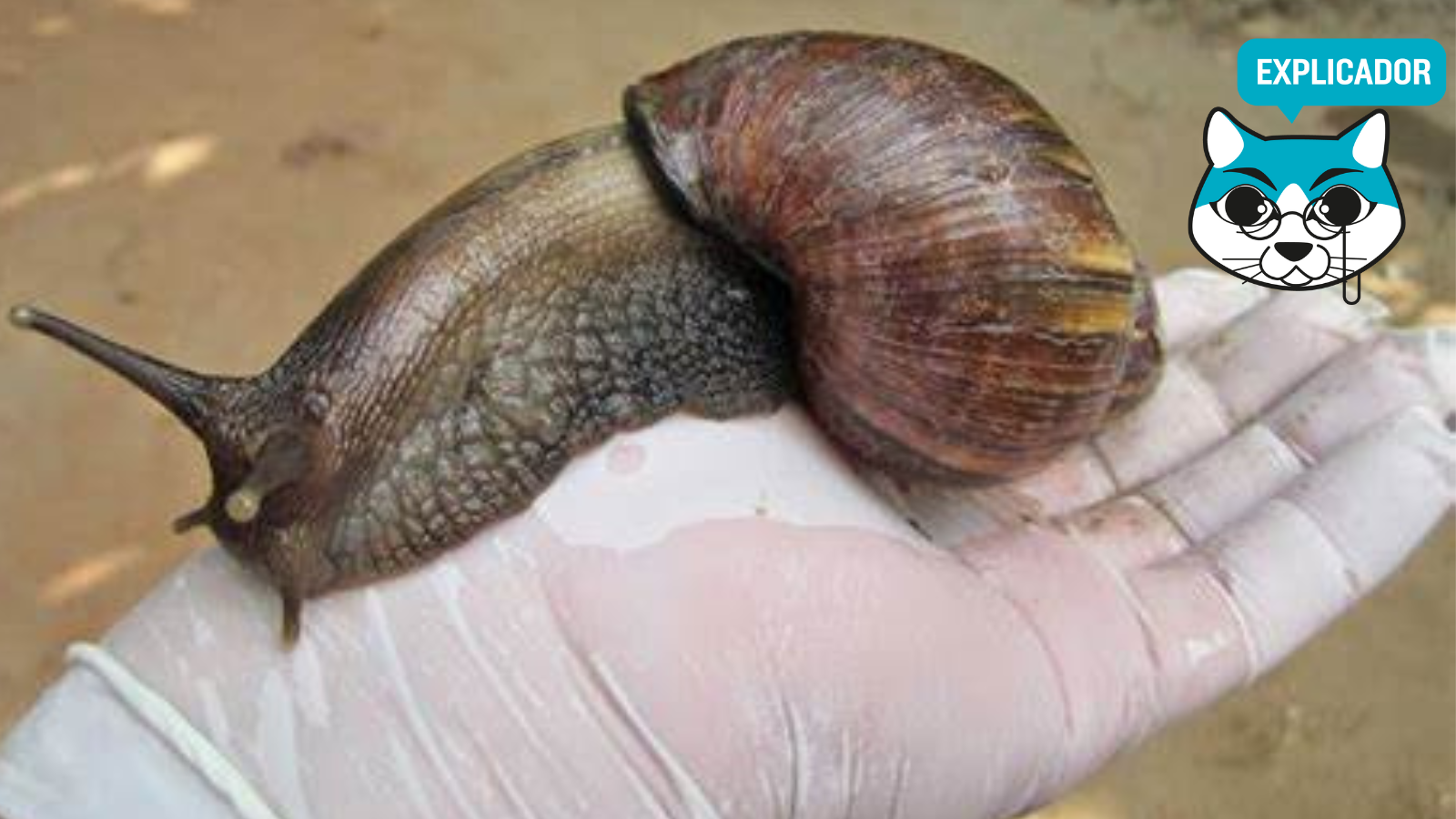 Caracol gigante africano en Nicaragua: qué es y qué peligros representa