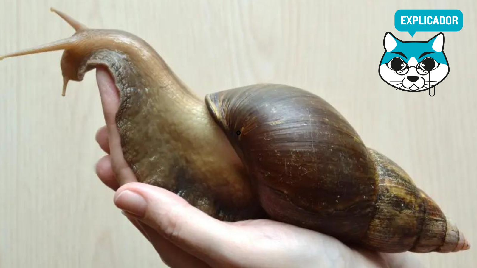 ¿Qué hacer si te encontrás a un caracol gigante africano? Aquí te lo explicamos