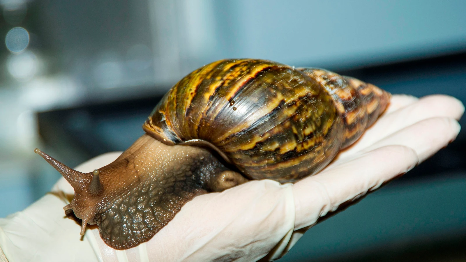 El IPSA se retracta de la alerta sanitaria decretada por la aparición de un caracol gigante africano en Ticuantepe