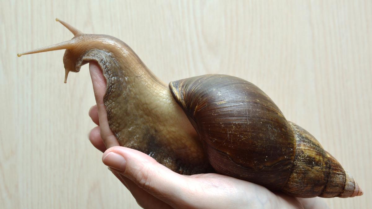 El español que introdujo el caracol gigante africano a Nicaragua es un exmilitar que los criaba para comérselos