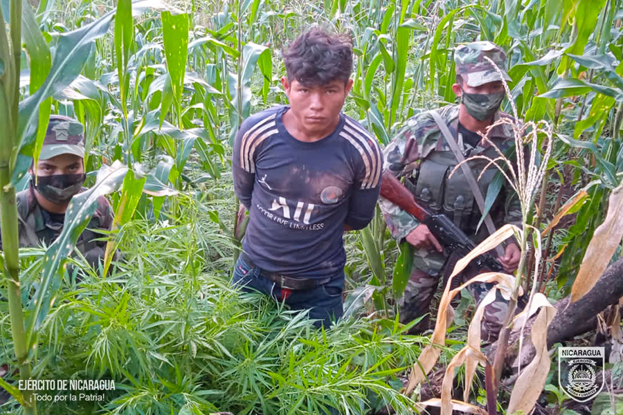El Ejército decomisa 12.000 plantas de marihuana en Jinotega y detiene a cuatro personas