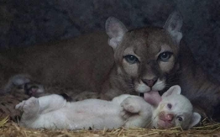 El puma albino nacido en Nicaragua recibe un nombre Maya que significa “un regalo de Dios” 