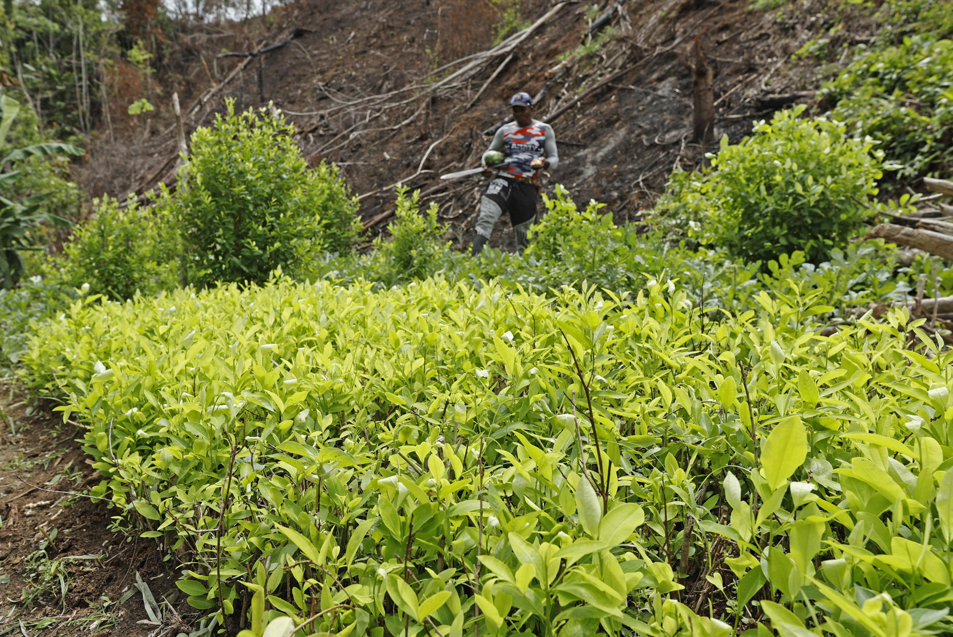 Los cultivos de coca en Colombia volvieron a romper récord