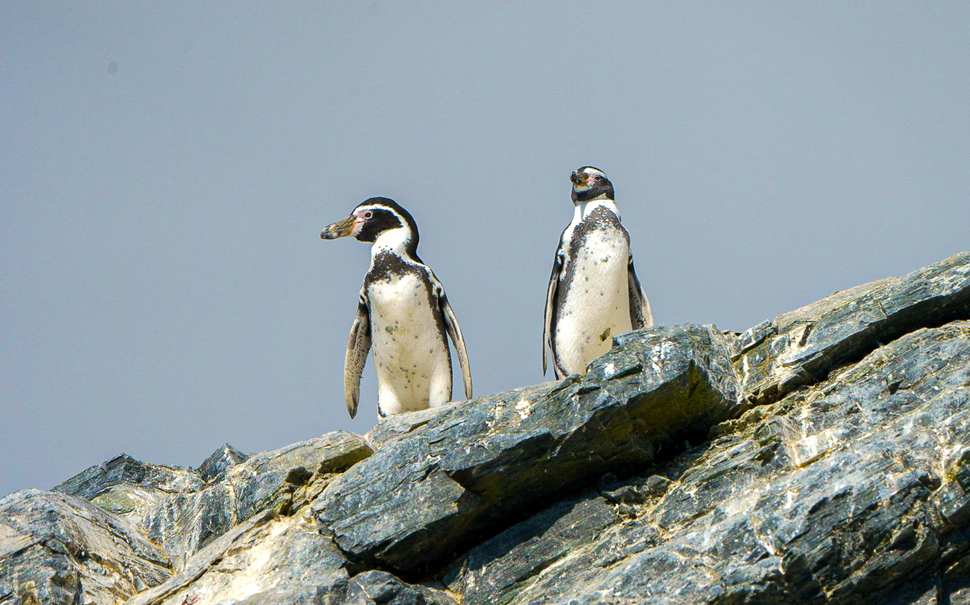 Chile lanza un plan especial para evitar la extinción del pingüino de Humboldt