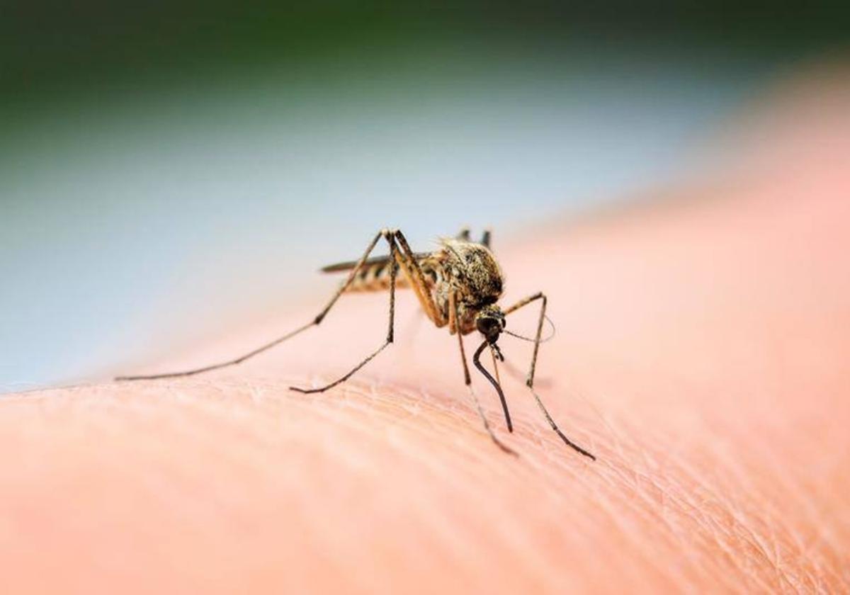 El Minsa reporta 262 casos confirmados de dengue y 3.179 sospechosos en la última semana