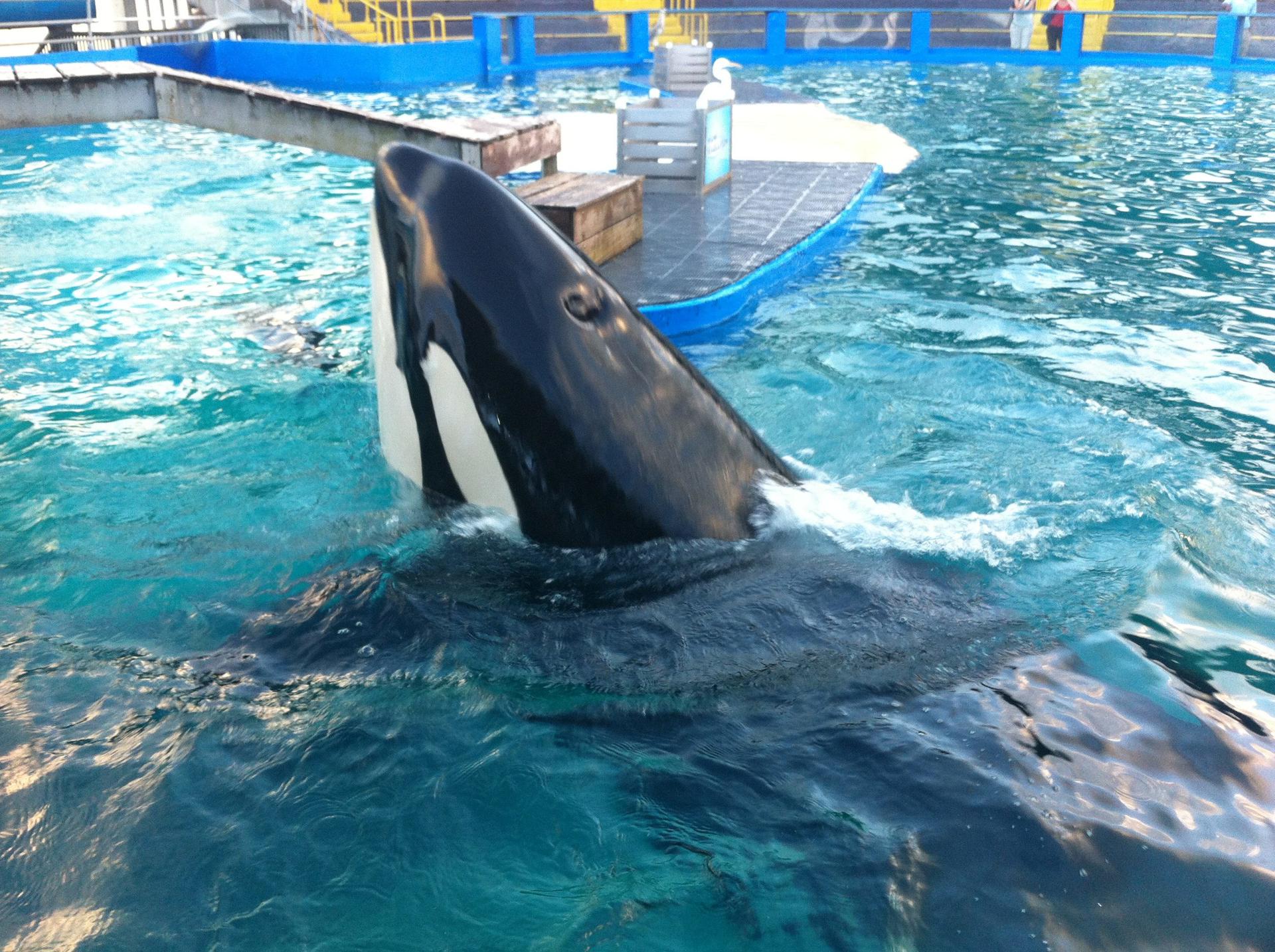 Entregan los restos de la orca «Lolita», que pasó 50 años en cautiverio, a la tribu Lummi