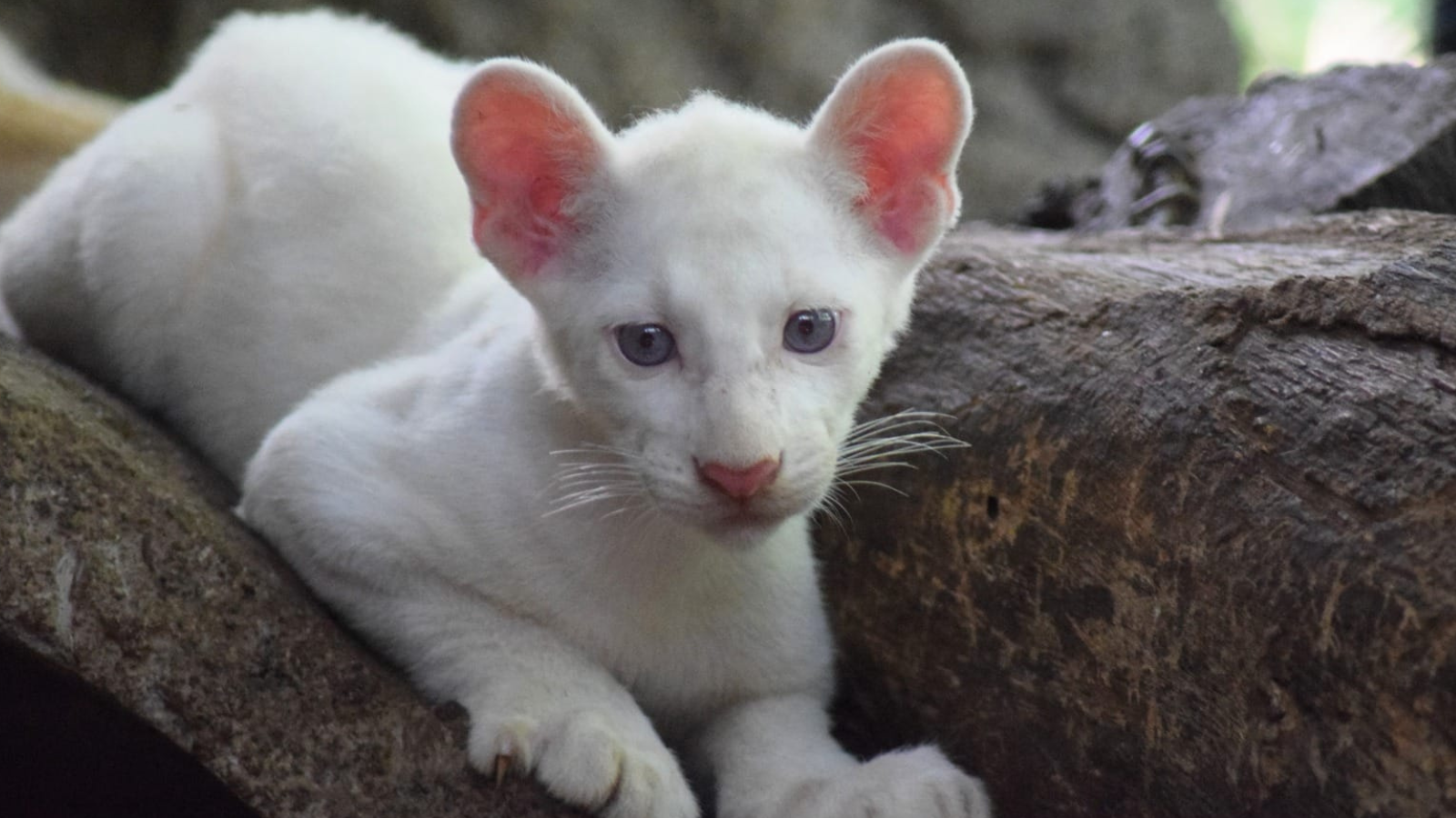 Itzae, el puma albino nacido en Nicaragua podrá ser visitado en el Zoológico Thomas Belt de Juigalpa