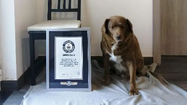 Muere Bobi, el perro más viejo del mundo