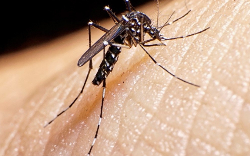 Repunte de dengue en Nicaragua: 635 casos confirmados y 7.885 sospechosos en la última semana