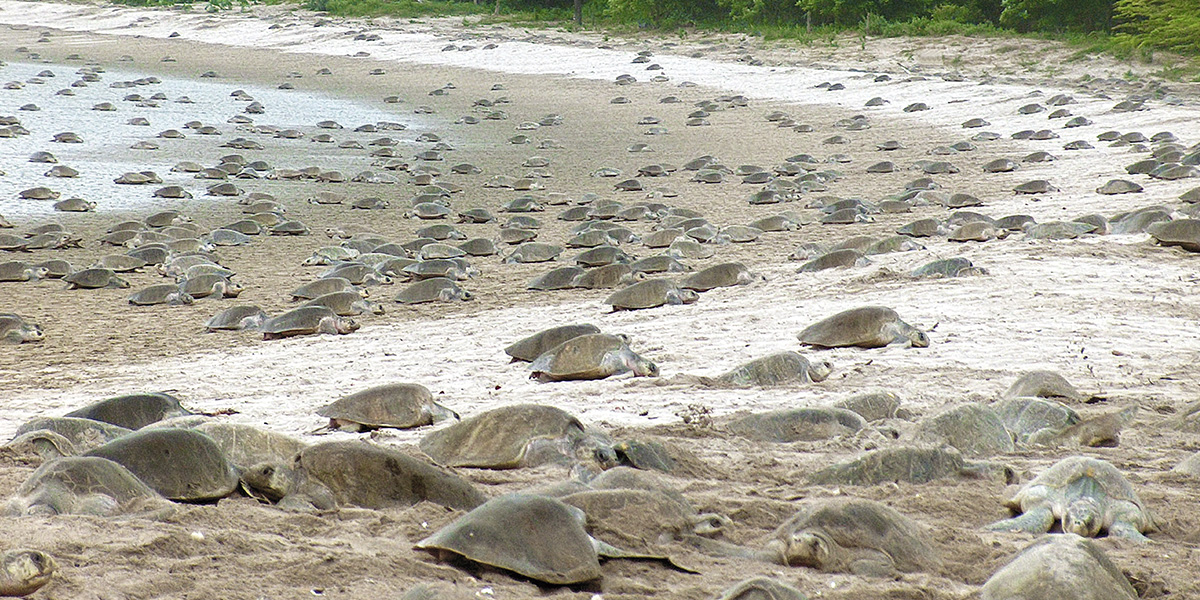 Liberan en el refugio La Flor a otras 5.000 tortugas de paslama, especie en peligro