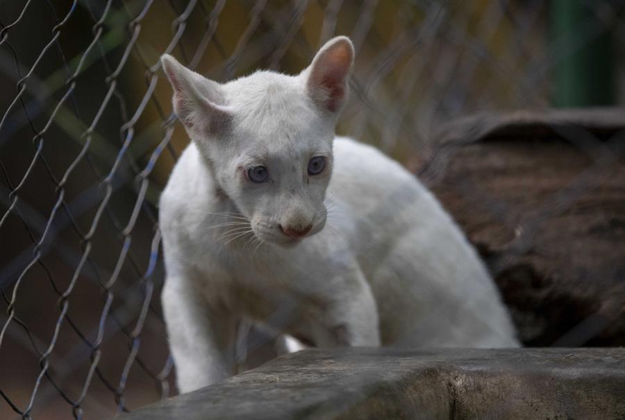 Presentan en público a Itzae, el primer puma albino nacido en cautiverio en Nicaragua