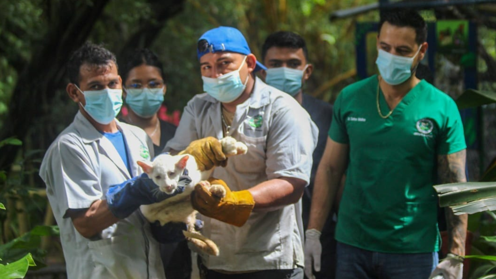 Itzae, la puma albina nacida en Nicaragua, sufre una lesión