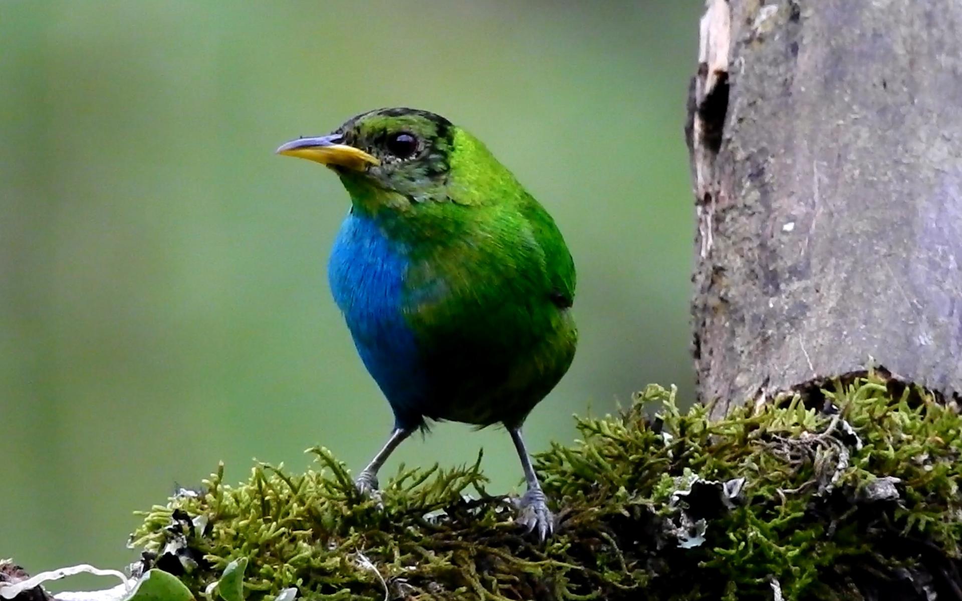 Avistan en Colombia un raro pájaro mitad macho y mitad hembra