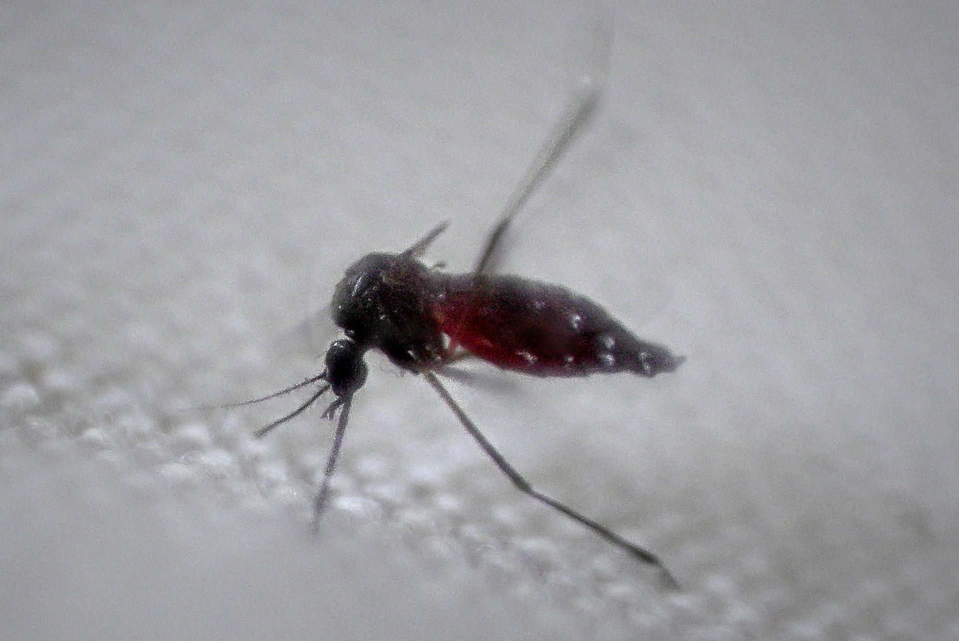 Un arzobispo brasileño pide luchar contra el dengue como penitencia en la cuaresma